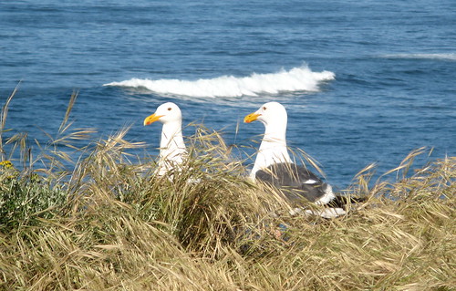 Gulls in repose