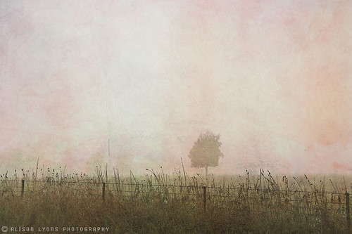 A haze of pink fog by alison lyons photography