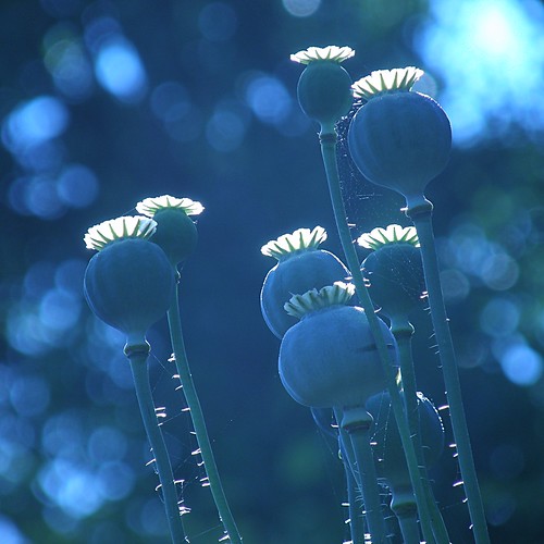 poppy blues ©  OliBac