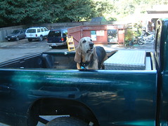 Truck Dog