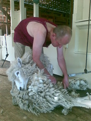 The Point Sheep Shearing Show
