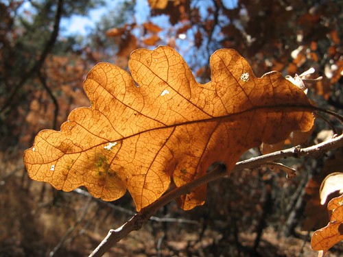 Golden brown oak...