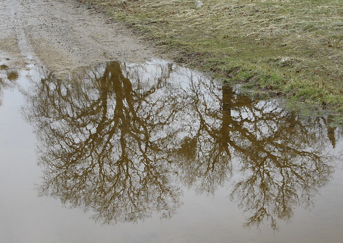 Trees in a puddle