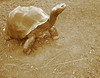 Sepia Tortoise Statue - Tulsa Zoo