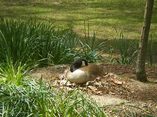 Canadian Goose, Nesting, Memphis Botanic Garden