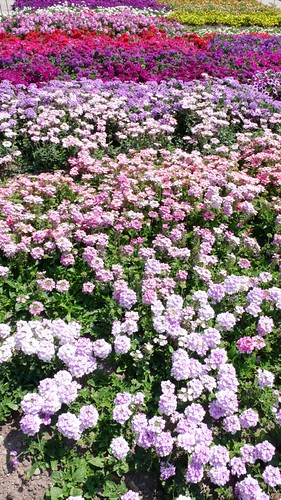 Flowers in Zuchwil Garden Center