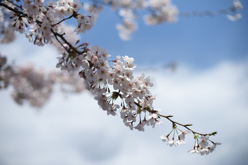 Cherry blossoms #2