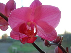 071019-orchid039