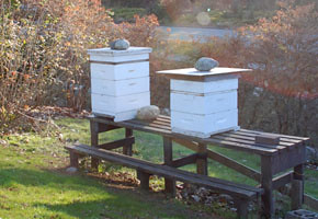 Two bee boxes complete with colonies at the UBC Botanical Gardens.
