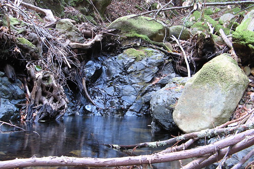 Still water near the an alleged logging camp