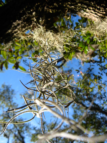 Spanish moss on an oak tree in Sebring, Florida, USA