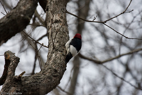 Red-headed Woodpecker (2 of 2)