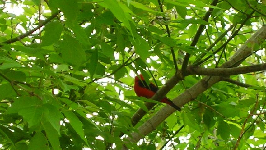 Tanager1