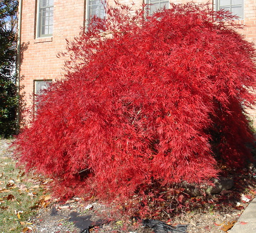 Japanese Red Lace Leaf Maple