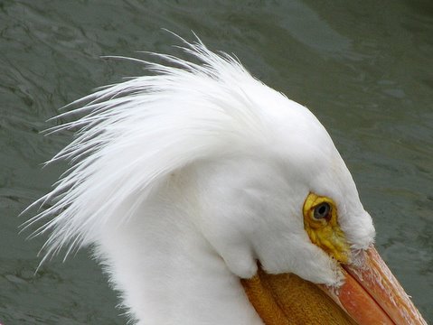 portrait of the american pelican