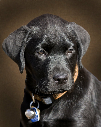"Juno" - Male Black Labrador - 8 weeks old - Guide Dog in Training! - BC Guide Dog Services par Rick Leche