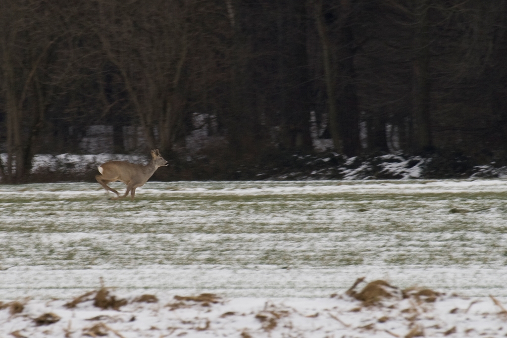 Chasing deers-2