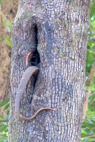 monitor lizard in tree,kanha 221207