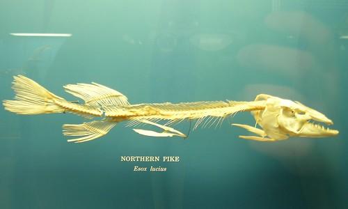 Pike skeleton