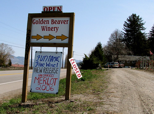 Golden Beaver