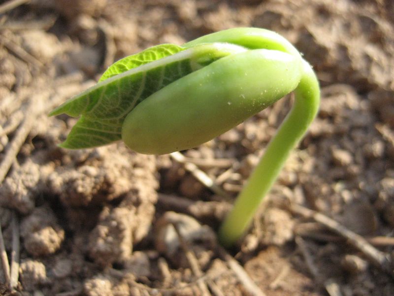 Baby pole bean plant
