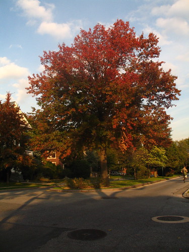 Bklyn Autumn Tree2