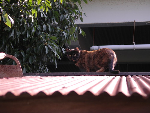 屋根の上の猫
