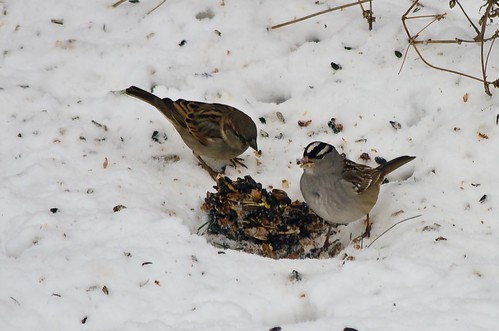 Sparrows sharing the fruit and nut log