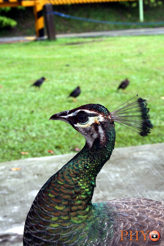 Peacock @ Sentosa