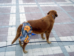 Dog Wearing Shorts in Key West