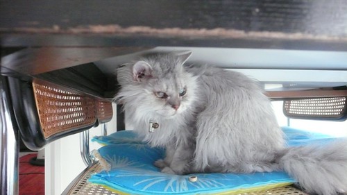 Fluffy under the table