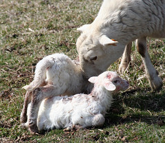 Lambing on pasture