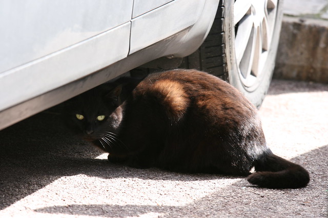Chat noir sous la voiture