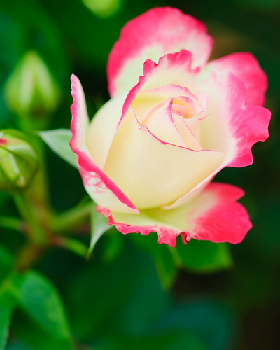 Rose -- Pink & White