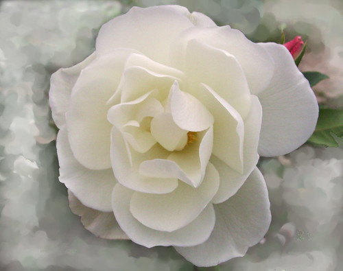 white rose flowers. 13053 Frozen white rose 玫瑰