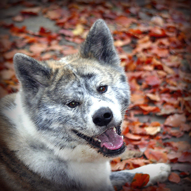 Molly in Autumn by Petursey