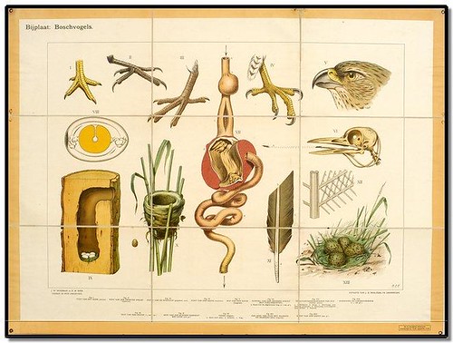 Bird - Zoological Wallcharts 1900-1950