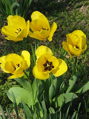 lovely tulips