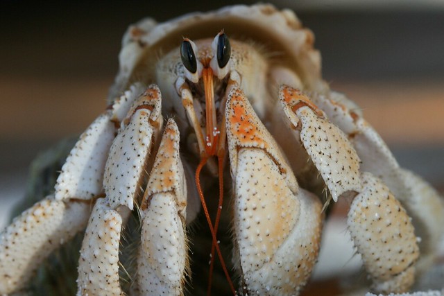 Eremit Crab Filitheyo