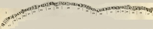 Cromossomo politenico 2 da D.nappae