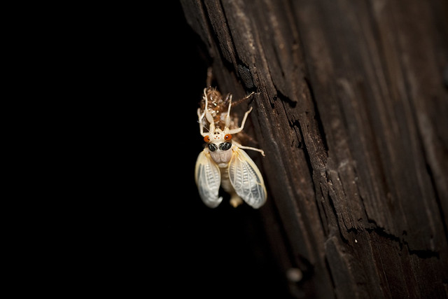 2011 05-11 Adam Thede - The Cicada Invasion