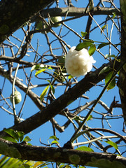 st aubin - 10 - cotton tree