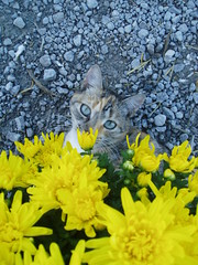 Cats like flowers too.