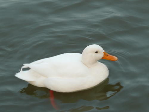 White Duck, River Medway,Chatham ,Kent