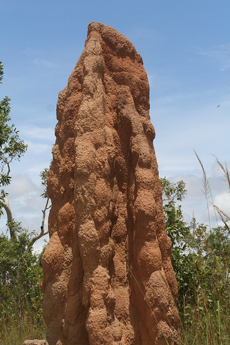 Magnetic Termite Mound, Litchfield