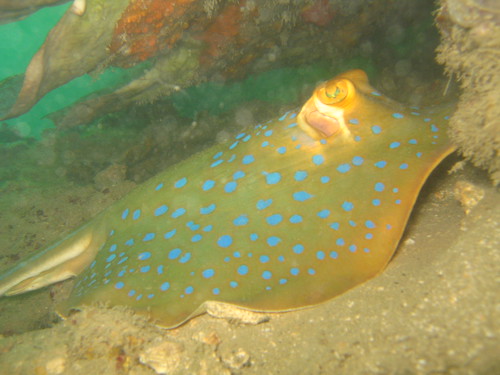 Blue spotted fan tail ray