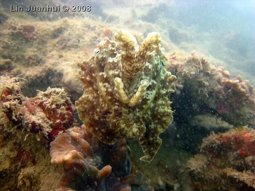 IMG_4155 cuttlefish