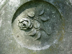stone rose