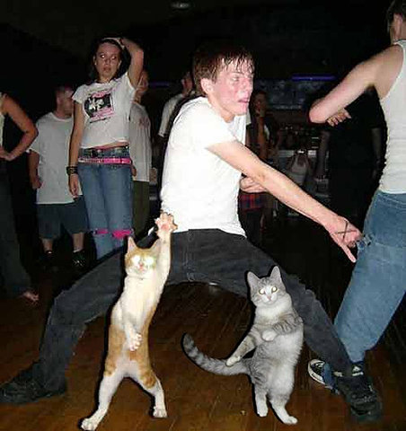 dance cats