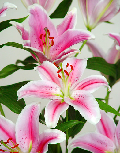 Lilium oriental de flor rosa